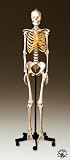 Adult Female Skeleton