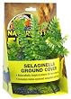 Zoo Med Naturalistic Flora Selaginella Ground Cover