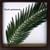 �s���[�t�p�l���tElaeis guineensis(�M�j�A�A�u�����V)