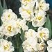 Summer Cheer Daffodil
