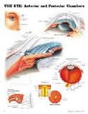 The The Eye: Anterior and Posterior Chambers Anatomical Chart