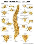 Anatomical Chart Cervical Vertebral Column Ea - Model A72