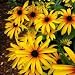Sunset Gloriosa Daisy - 500 Seeds