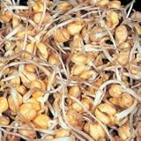 Thompson & Morgan Chickpea Sprouts **Healthy Eating in 2-4 Days