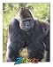 Gorilas (Zoobooks)