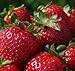 10 Heirloom Jewel Strawberry Seeds