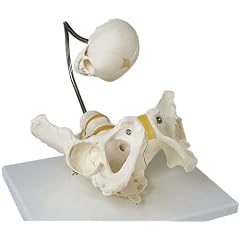 分娩デモンストレーション用骨盤モデル
