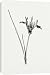 Canvas Prints of Iris pumila from Royal Horticultural Society