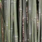 Water Bamboo- 10 Seeds -PHYLLOSTACHYS heteroclada