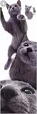 Cats - Russian Blue by Yoneo Morita. Art Print Poster FRAME IT.. 12 inches width by 36 inches height. Highest Quality Art Poster Print