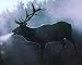 Print Racks - Elk Big Antler Rack Tree Bulging Animal Wildlife Picture Art Print