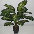 40" Deluxe Golden Dieffenbachia Plant