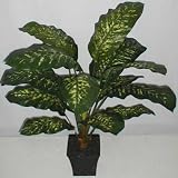 40 Deluxe Golden Dieffenbachia Plant