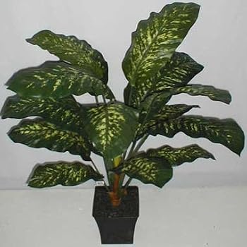 40" Deluxe Golden Dieffenbachia Plant