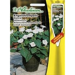 Engelstrompete Weissbl�hend (Portion inkl. Stecketikett)