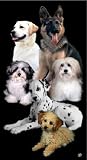 Towel World Dogs Beach Towel