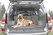 4-Rung Pet Partition