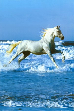 Wild Horse Poster Running on the Beach Rare Poster Print by Bob Langrish, 24x36 Poster Print by Bob Langrish, 24x36 College Poster Print by Bob Langrish, 24x36