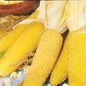 Mini Japanese Yellow Popcorn 40 Seeds