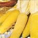 Mini Japanese Yellow Popcorn 40 Seeds