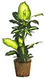 42 &acute; Golden Dieffenbachia Silk Plant w Basket - B001RMNUSO
