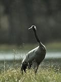 Common Crane in a Gentle Rain Shower Premium Photographic Poster Print, 24x32