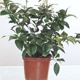 Review Crocus CF30000579 / Lemon Tree