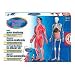 The Human Body - Learn Your Anatomy