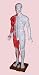 Acupuncture Human Body Model (SM-8)