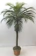 55" Tropical Phoenix Palm