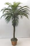66 Tropical Phoenix Palm