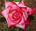 Kordes Perfecta Hybrid Tea Rose Seeds Packet Kordes Perfecta Hybrid Tea Rose Seeds Packet