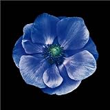 Anemone - Artist: Joson - Art Print Poster Size: 8.00 by 8.00 inches