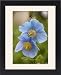 Framed Prints of A Himalayan blue poppy from Ardea Wildlife Pets