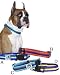 Animal Planet Quick Snap Cushy Pet Collar 3/4-in Medium (13-in to 20-in) Purple/Kiwi