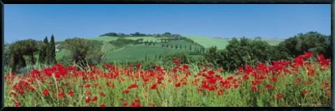 Poppy field panoramic