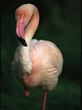 A Pink Flamingo Stands on One Leg Photographic Poster Print