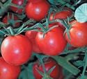 Sweet Chelsea Hybrid Tomato 4 Plants