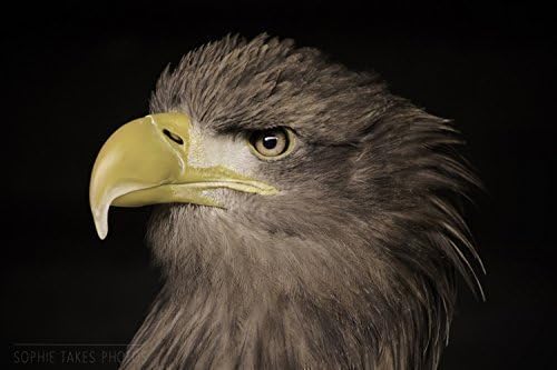'Americana' - Eagle Fine Art Nature Photography Print by Sophie Takes Photos