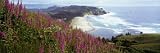 Foxgloves at Cascade Head, Tillamook County, Oregon, USA Artists
Photographic Poster Print by Panoramic Images , 32x96