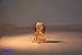 Swarovski Lady and The Tramp Danielle Collectible Doll