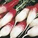 French Breakfast Radish - Seed Packet