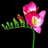 lorida Rose-Pink Freesia 10 Bulbs - Indoors or Out