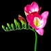 lorida Rose-Pink Freesia 10 Bulbs - Indoors or Out