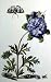Garden Treasures X Art Poster Print by Maria Sibylla Merian, 14x18