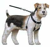 Pet Supplies : Sporn Medium Training Halter for Dogs (Neck sizes 12''-17'') (Red - Medium (Neck sizes 12''-17))