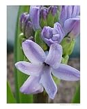 Blue Hyacinth Botanical Photographic Poster Print by Olga Curd, 8x10