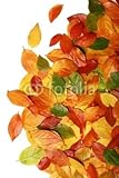 IMAGE OF Wallmonkeys Peel and Stick Wall Decals - Autumn Leaves - 48