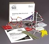 Modeling DNA Structure and the Process of Replication Kit; Models of the 4 DNA Bases Form Helix