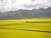 Valley with Vast Fields of Yellow Rape Seed Flowers in Qinhai, China Photographic Poster Print by David Evans, 30x40